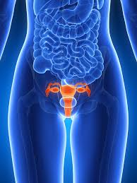 Fibrom uterin